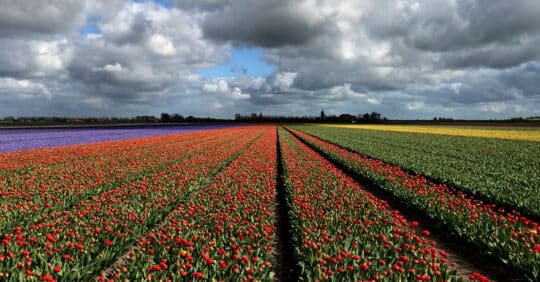 tulip blossom netherlands