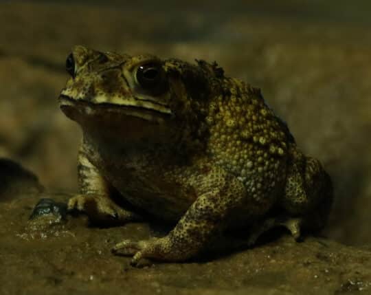 toad thailand