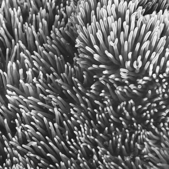 sea anemone 0