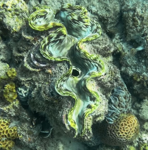 shell between corals
