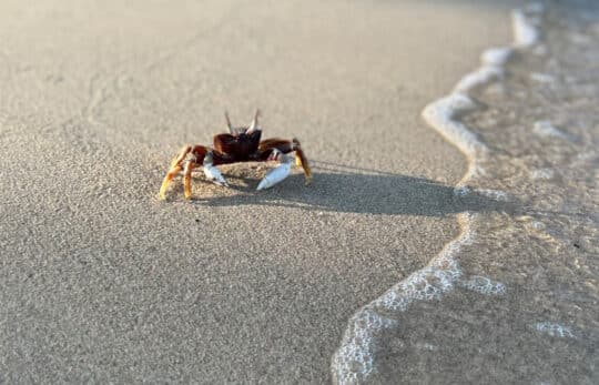 good morning crab