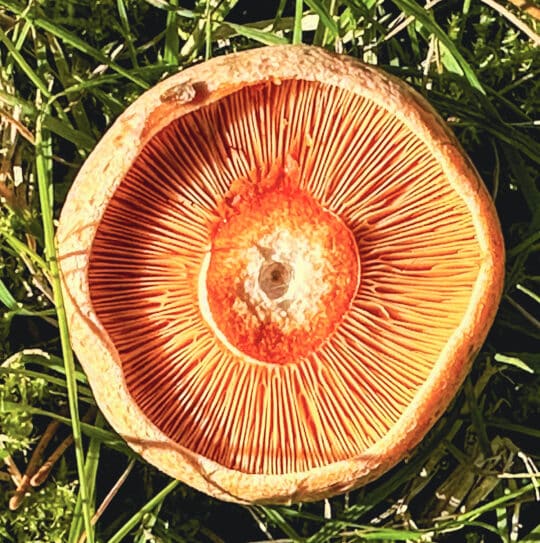 orange mushroom head