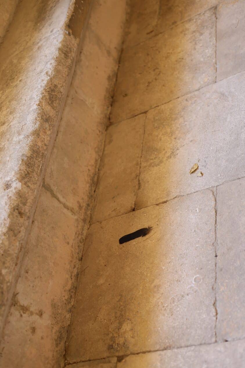 A feather on the steps.